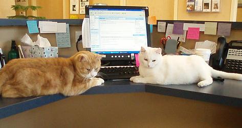 Gus and Chai (R.I.P) helping out at the front desk.