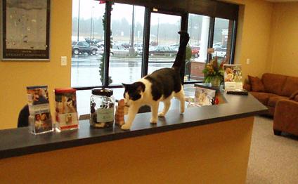 The humans call this the  reception area -- I call it my own personal catwalk.