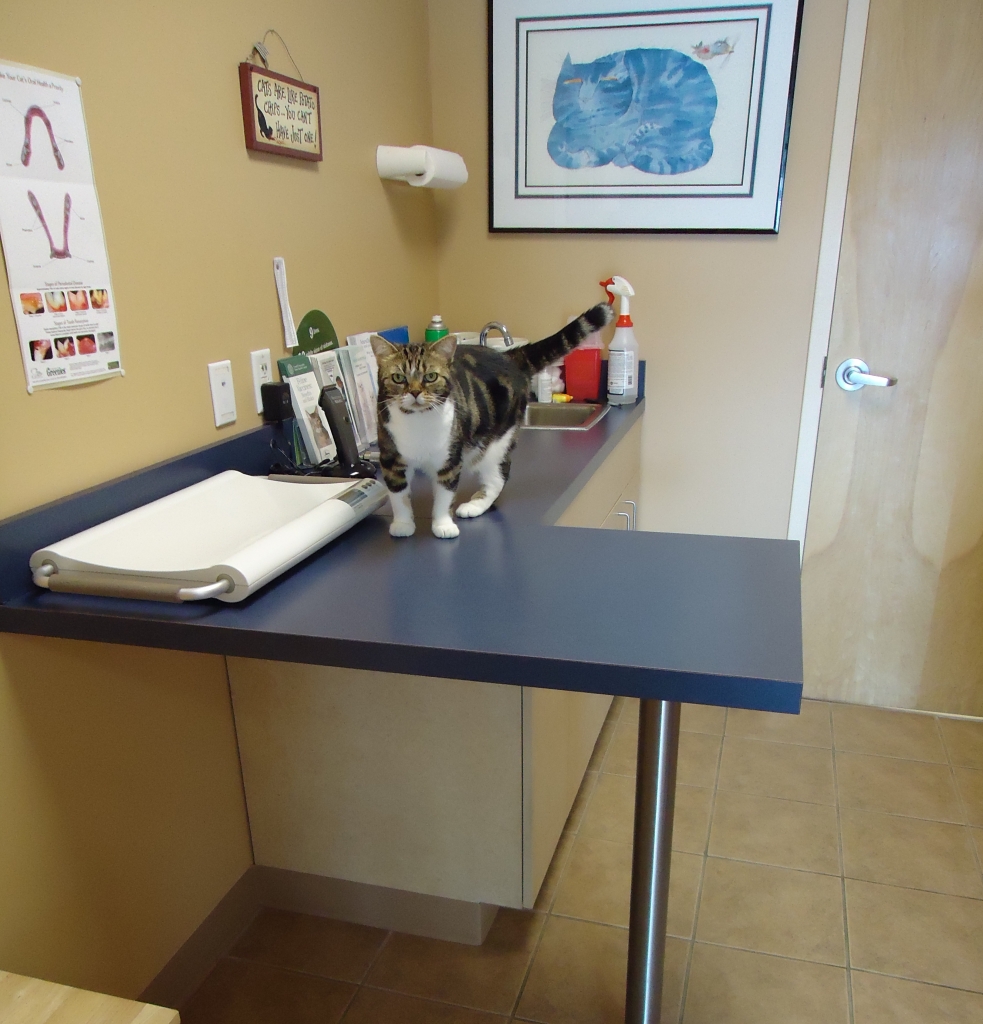This is my friend Oscar (R.I.P.) in our lovely Exam Room 1.  Not our favorite place, naturally, but we know that, just like humans, we kitties need regular checkups too!