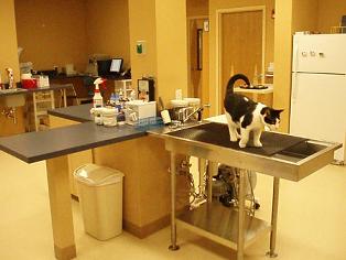 The sink in the treatment room is my favorite place to hang out -- as long as the water isn't on!